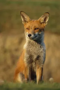 Red fox female sitting portrait {Vulpes vulpes} Cornwall, UK Red fox female sitting portrait {Vulpes vulpes} Cornwall, UK