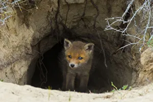 Red fox (Vulpes vulpes) cub age five weeks, at den in sand dunes, the Netherlands Red fox (Vulpes vulpes) cub age five weeks, at den in sand dunes, the Netherlands