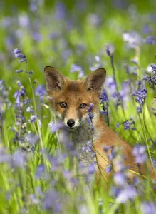 Red fox (Vulpes vulpes) cub in Bluebells, Oxfordshire, England, May Red fox (Vulpes vulpes) cub in Bluebells, Oxfordshire, England, May