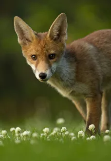 Red Fox (Vulpes vulpes) cub in late evening light, Leicestershire, England, UK, July Red Fox (Vulpes vulpes) cub in late evening light, Leicestershire, England, UK, July