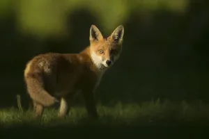 Red fox (Vulpes vulpes) cub looking at camera, in morning. Sheffield, England, UK. June Red fox (Vulpes vulpes) cub looking at camera, in morning. Sheffield, England, UK. June