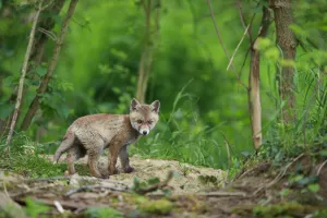 Red fox (Vulpes vulpes) cub outside den. Yonne, Bourgogne-Franche-Comte, France. May Red fox (Vulpes vulpes) cub outside den. Yonne, Bourgogne-Franche-Comte, France. May