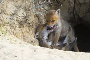 Red fox (Vulpes vulpes) cubs age five weeks, playing at den in sand dunes Red fox (Vulpes vulpes) cubs age five weeks, playing at den in sand dunes
