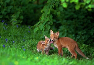 Siblings Gallery: Two Red fox (Vulpes vulpes) cubs playfighting on the fringes of a field, Derbyshire, UK. May