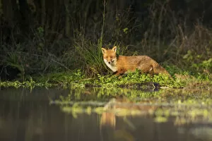 Images Dated 17th January 2013: Red fox (Vulpes vulpes) at edge of stream, Kent, UK. January 2013