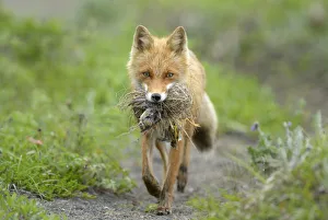 Red Fox (Vulpes vulpes) female with nest and chicks in mouth. Kronotsky Zapovednik Nature Reserve Red Fox (Vulpes vulpes) female with nest and chicks in mouth. Kronotsky Zapovednik Nature Reserve