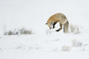 Red fox (Vulpes vulpes) jumping, Yellowstone National Park, Wyoming, USA, February Red fox (Vulpes vulpes) jumping, Yellowstone National Park, Wyoming, USA, February