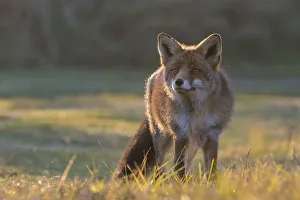 Red fox (Vulpes vulpes) portrait, Amsterdamse Waterleidingduinen, near Zandvoort Red fox (Vulpes vulpes) portrait, Amsterdamse Waterleidingduinen, near Zandvoort