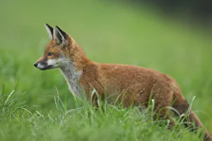 Red fox {Vulpes vulpes} portrait of a curious cub, Derbyshire, UK Red fox {Vulpes vulpes} portrait of a curious cub, Derbyshire, UK
