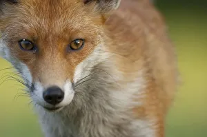Red fox (Vulpes vulpes) portrait, England Red fox (Vulpes vulpes) portrait, England