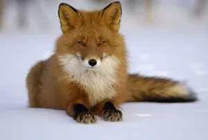 Images Dated 28th March 2007: Red Fox (Vulpes vulpes) portrait, resting on snow. Kronotsky Zapovednik Nature Reserve