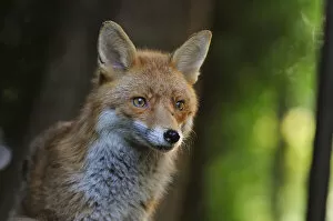Images Dated 25th May 2013: Red Fox (Vulpes vulpes) portrait in an urban area. Glasgow, Scotland. May