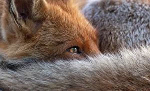 Red fox (Vulpes Vulpes) resting curled up close up, North London, England UK Red fox (Vulpes Vulpes) resting curled up close up, North London, England UK
