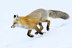 Red fox (Vulpes vulpes) running through snow. Hayden Valley, Yellowstone, USA. January Red fox (Vulpes vulpes) running through snow. Hayden Valley, Yellowstone, USA. January