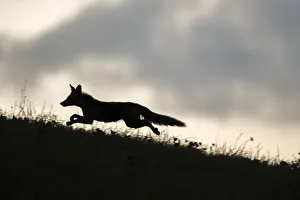 Red fox (Vulpes vulpes) silhouetted, running along horizon, Switzerland Red fox (Vulpes vulpes) silhouetted, running along horizon, Switzerland