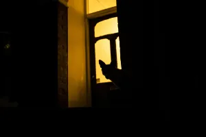 Suburbia Gallery: Red fox (Vulpes Vulpes) silhouetted in door to a house, North London, England, UK. June