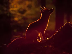 Red Fox (Vulpes vulpes) silhouetted in evening light. Black Forest, Germany, August Red Fox (Vulpes vulpes) silhouetted in evening light. Black Forest, Germany, August