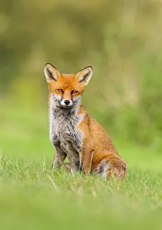 Red Fox (Vulpes vulpes) sitting on grass bank. London, UK. October Red Fox (Vulpes vulpes) sitting on grass bank. London, UK. October