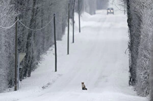 Images Dated 26th December 2010: Red Fox (Vulpes vulpes) sitting in middle of snow covered road as a car approaches