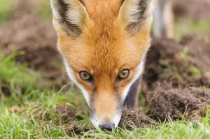 Red fox (Vulpes vulpes) sniffing the grass. London, UK. October Red fox (Vulpes vulpes) sniffing the grass. London, UK. October