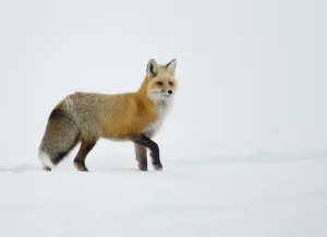 Red Fox (Vulpes vulpes) standing in snow. Yellowstone, USA, February Red Fox (Vulpes vulpes) standing in snow. Yellowstone, USA, February