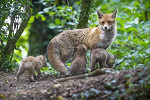 Red fox (Vulpes vulpes) vixen on the alert, with cubs and one suckling, Switzerland Red fox (Vulpes vulpes) vixen on the alert, with cubs and one suckling, Switzerland