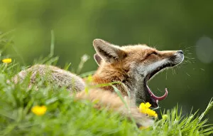 Images Dated 26th May 2010: Red fox (Vulpes vulpes) vixen yawning in the morning light (captive). Lifton, Devon