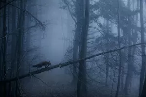 Red Fox (Vulpes vulpes) walking along a fallen trunk in misty forest