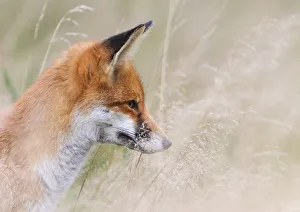 Red Fox (Vulpes vulpes) watching prey through long grass. London, UK. November Red Fox (Vulpes vulpes) watching prey through long grass. London, UK. November
