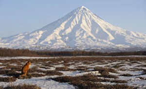 Images Dated 23rd March 2011: Red Fox (Vulpes vulpes) in wide landscape with Kronotsky Volcano on the horizon