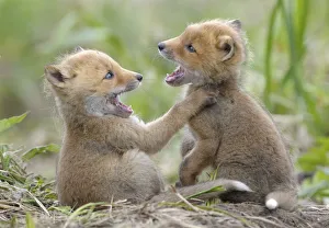 Red Foxes (Vulpes vulpes) young play fighting. Kronotsky Zapovednik Nature Reserve Red Foxes (Vulpes vulpes) young play fighting. Kronotsky Zapovednik Nature Reserve