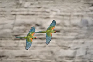 Red-fronted macaw (Ara rubrogenys) two in flight, Red-fronted Macaw Community Nature Reserve Red-fronted macaw (Ara rubrogenys) two in flight, Red-fronted Macaw Community Nature Reserve