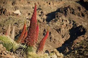 Red giant tajinaste / Mount Teide blugloss (Echium wildpretii) flowers Red giant tajinaste / Mount Teide blugloss (Echium wildpretii) flowers
