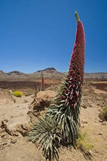 Red giant tajinaste / Mount Teide bugloss (Echium wildpretii) flowering Red giant tajinaste / Mount Teide bugloss (Echium wildpretii) flowering