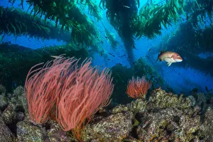 Red gorgonians (Lophogorgia chilensis) growing beneath a Giant kelp (Macrocystis pyrifera Red gorgonians (Lophogorgia chilensis) growing beneath a Giant kelp (Macrocystis pyrifera