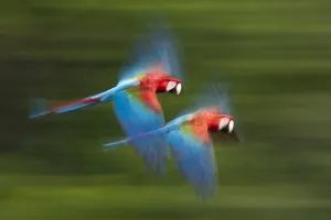 Red and green macaws (Ara chloropterus) in flight, motion blurred photograph Red and green macaws (Ara chloropterus) in flight, motion blurred photograph