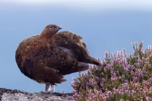 Red grouse (Lagopus lagopus scoticus) standing on gritstone boulder with flowering heather Red grouse (Lagopus lagopus scoticus) standing on gritstone boulder with flowering heather