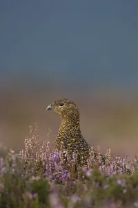 Red grouse (Lagopus lagopus scoticus) portrait of female, in purple heather, Peak District Red grouse (Lagopus lagopus scoticus) portrait of female, in purple heather, Peak District