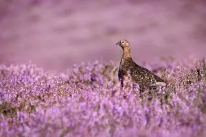 Red grouse {Lagopus lagopus scoticus} on heather moorland, Derwent Edge, Peak District Red grouse {Lagopus lagopus scoticus} on heather moorland, Derwent Edge, Peak District