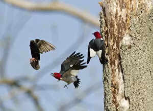 Starling Gallery: Red-headed woodpeckers (Melanerpes erythrocephalus), pair fighting with European Starling