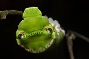 Red Helen swallowtail butterfly caterpillar (Papilio helenus) showing snake mimicry Red Helen swallowtail butterfly caterpillar (Papilio helenus) showing snake mimicry