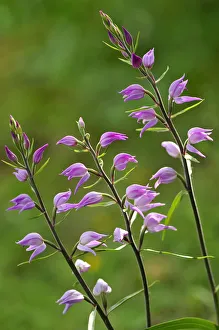 Red helleborine (Cephalanthera rubra) in flower, Lorraine, France, June Red helleborine (Cephalanthera rubra) in flower, Lorraine, France, June