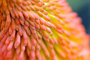 Images Dated 23rd August 2015: Red-hot poker flowers (Kniphofia) close up, cultivated plant