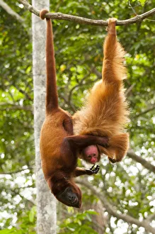 Red Howler Monkey (Alouatta seniculus) hanging by tail with non-prehensile tailed Red Howler Monkey (Alouatta seniculus) hanging by tail with non-prehensile tailed