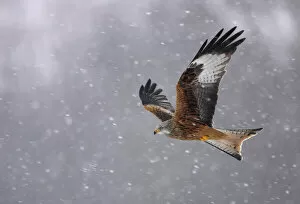 Flying Collection: Red kite (Milvus milvus) in flight in the snow, Wales, February