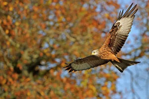 Red Kite Gallery: Red Kite (Milvus milvus) in flight. Wales, UK. November