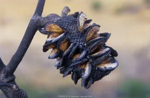 Red lantern banksia (Banksia caleyi), a pyrophile which opens its cones to release seeds Red lantern banksia (Banksia caleyi), a pyrophile which opens its cones to release seeds