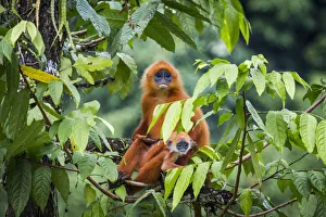 Red leaf monkey (Presbytis rubicunda) mother and baby, Danum Valley, Sabah, Borneo Red leaf monkey (Presbytis rubicunda) mother and baby, Danum Valley, Sabah, Borneo