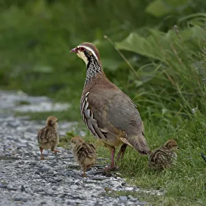 Red-legged partridge (Alectoris rufa) with chicks, Vendee, France, June Red-legged partridge (Alectoris rufa) with chicks, Vendee, France, June