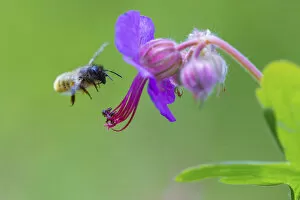 Images Dated 29th May 2016: Red mason bee (Osmia bicornis) visiting Geranium sp flower, Monmouthshire, Wales, UK, May